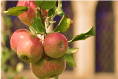 apfel